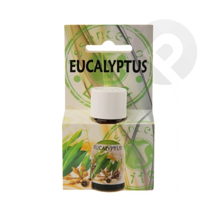 Olejek zapachowy Eucaliptus